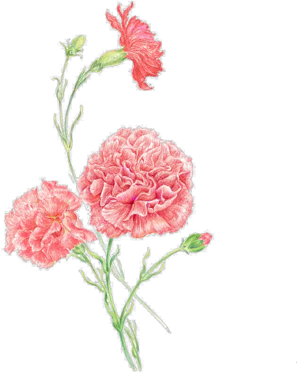  Carnation Clip Art Women Flower Pink Pink Carnations Png Carnation Png