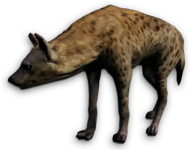  Hyena Png Spotted Hyena Png Hyena Png