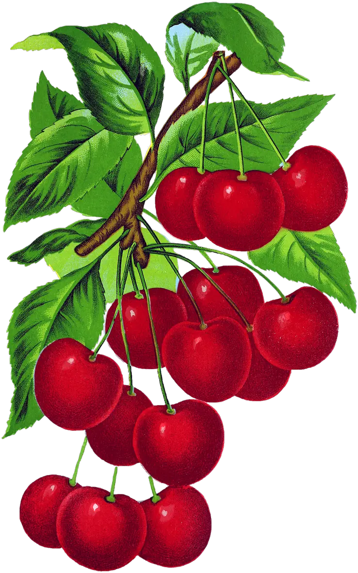  Cherries Vintage Cherry Free Image On Pixabay Cherry Vintage Png Cherries Png