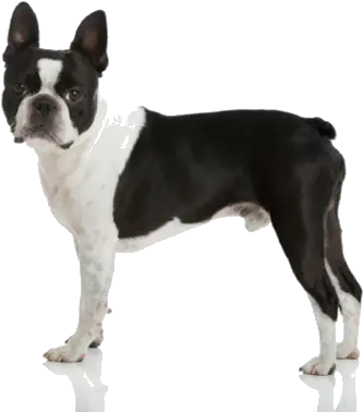  Boston Terrier Facts And Information Boston Terrier Black And White Png Boston Terrier Png