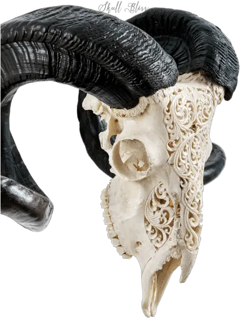  Carved Ram Skull White Swirls Goat Skull Mask Png Transparent Skull Mask Png