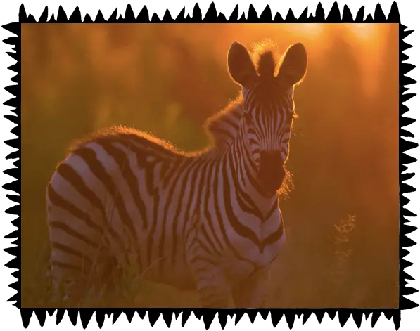  Safari Wilderness Experiences Animals In Sunset Png Cute Safari Icon