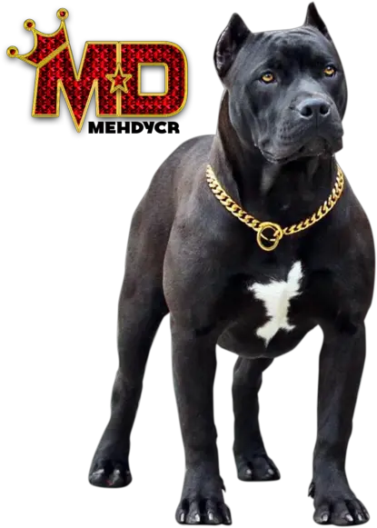  Dog Pitbull With Gold Chain Black Pitbull Dog Png Pit Bull Png