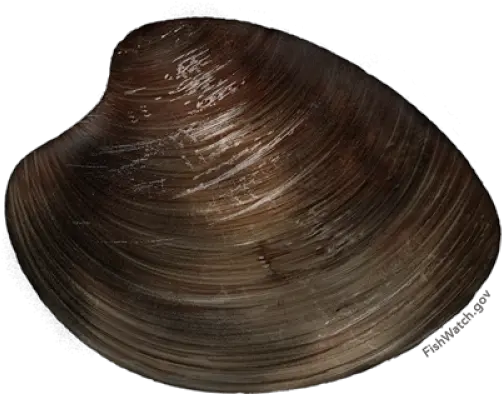  Ocean Quahog Baltic Macoma Png Clam Png