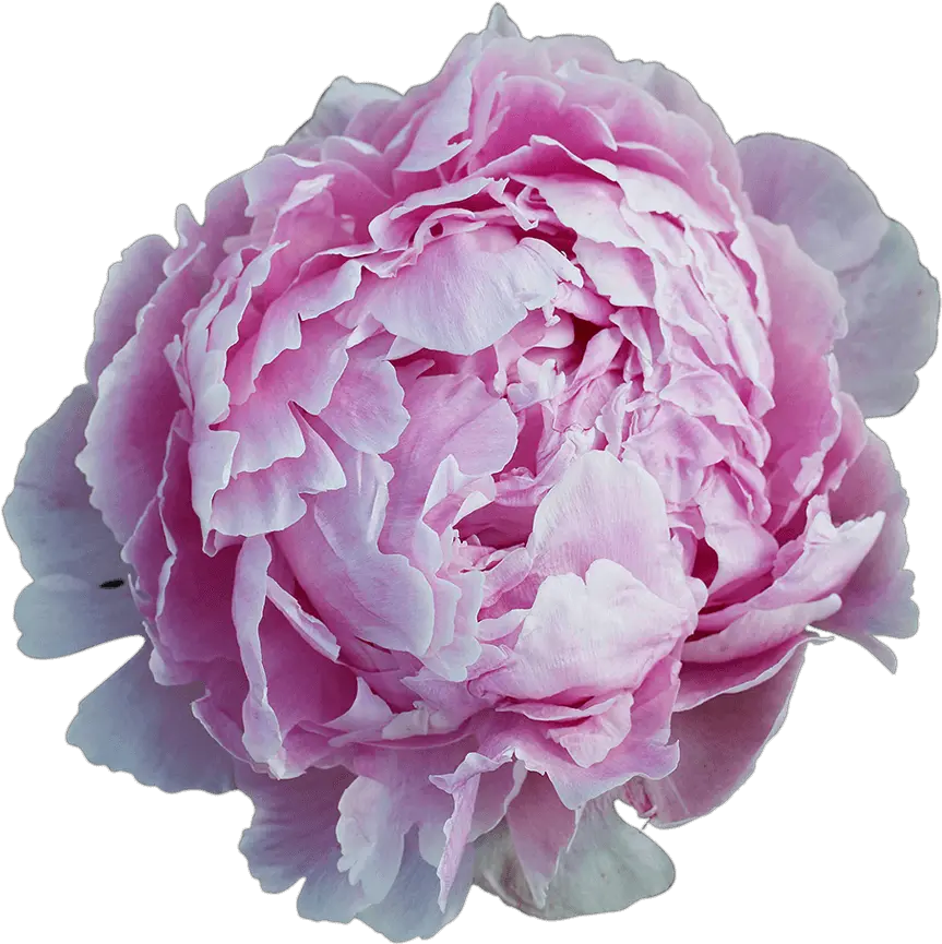  Order Peonies Common Peony Png Peonies Png