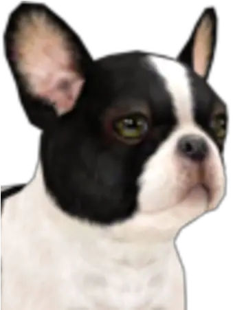  French Bulldog Nintendogs Bulldog Png French Bulldog Png