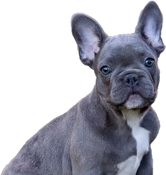  French Bulldog Puppy Png Download Image Vulnerable Native Breeds French Bulldog Png