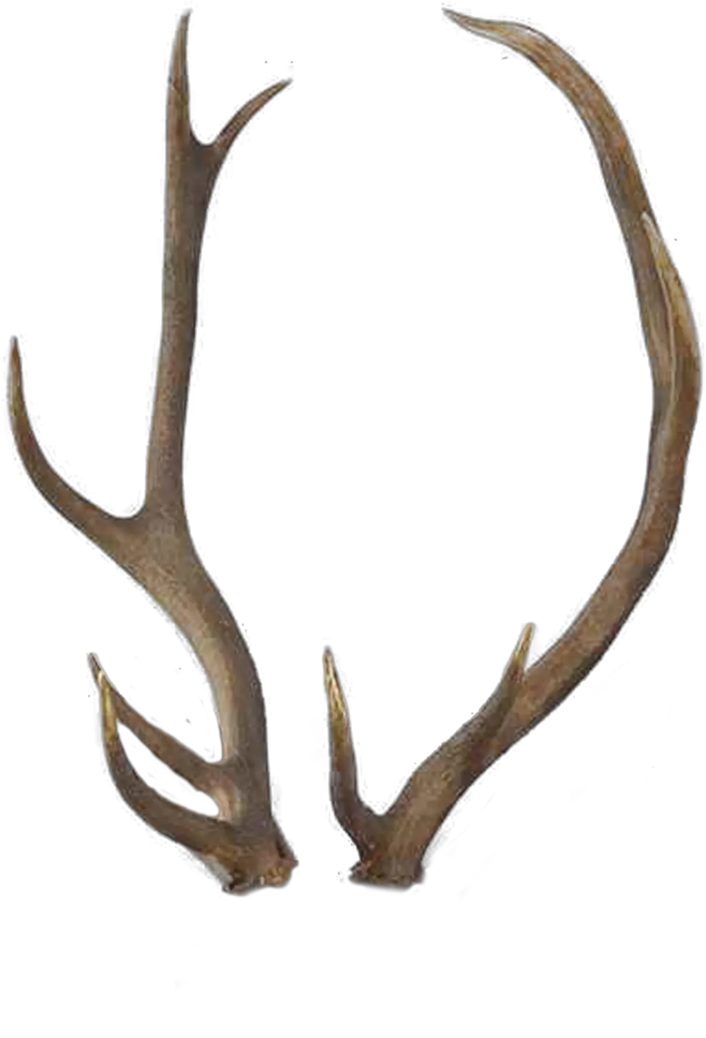  By Tigers Stock Transparent Download Deer Antlers Deer Horns Png Antlers Png