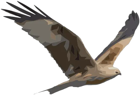  Hawk Illustration Halcon En Png Hawk Png