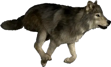  The Wolfclan Animated Gif Wolf Running Png Wolf Transparent Background