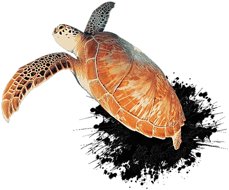  Contact Divermojo Hawksbill Sea Turtle Png Sea Turtle Png