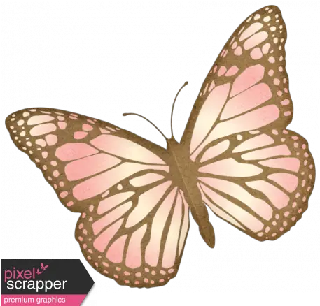  Oh Baby Baby Pink Butterfly Png Pink Butterfly Png