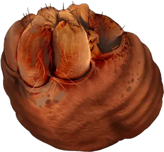  Yogwun Stomach Warframe Wiki Fandom Yogwun Png Stomach Png