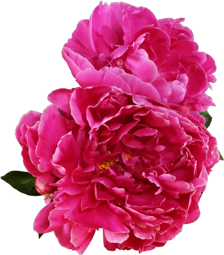  Download Peony Outline Png Vector Peony Png Peonies Png