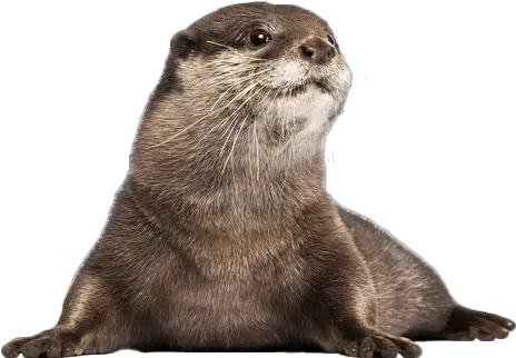  Otters Otter With White Background Png Otter Png