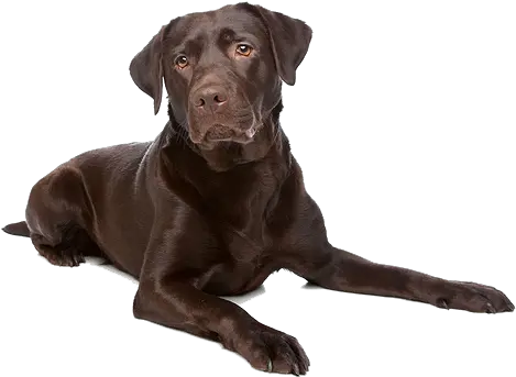  Labrador Retriever Dog Breed Chocolate Lab Transparent Background Png Black Lab Png