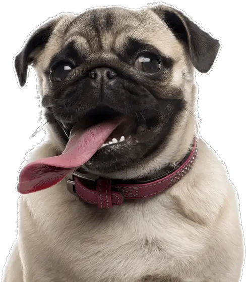  Download Hd Search Dog Pug Transparent Png Image Nicepngcom Pug Pug Png