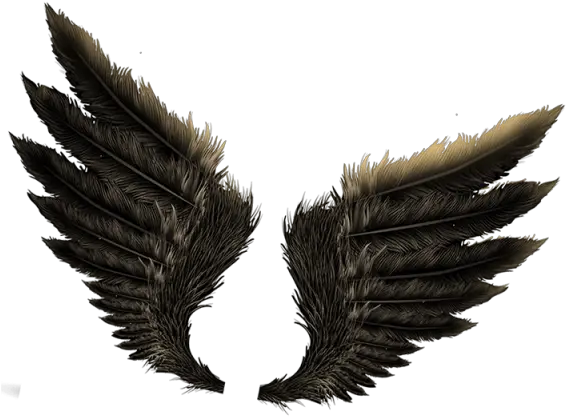  Fire One Side Wings Png Download Evil Wings Png Fire Wings Png