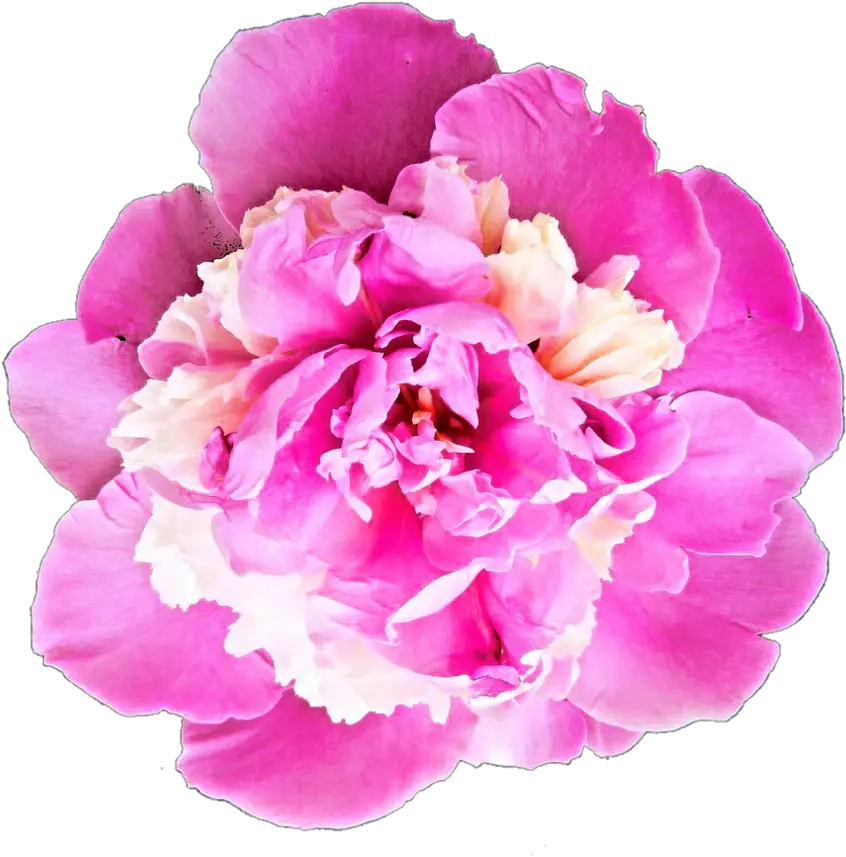  Desktop Aljanh Bhavpurna Shraddhanjali Flower Png Peonies Png