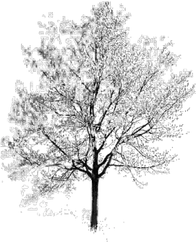  Download Free Png Tree Black And White Clipart 53171 Cherry Blossom Trees White Png White Tree Png