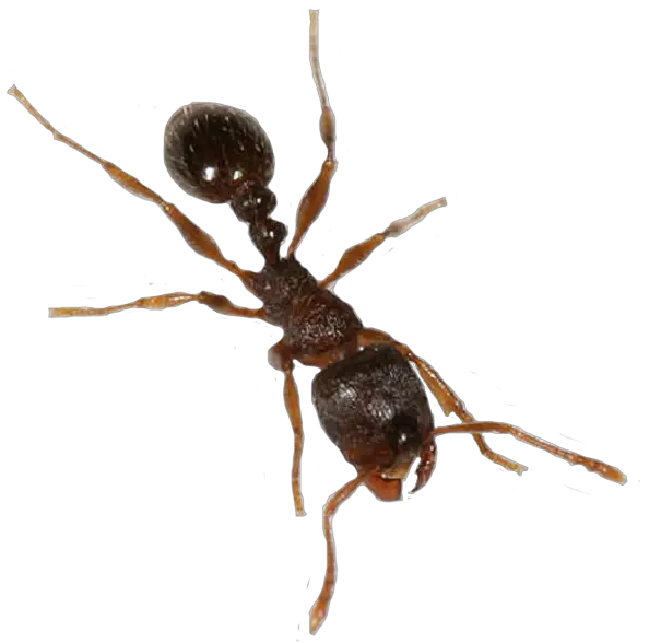  Download Ant Transparent Png Ants With Transparent Background Ant Transparent