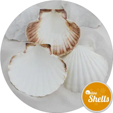  Atlantic Scallop Shells Large 100 Shell Catering Pack Scallop Png Seashell Transparent