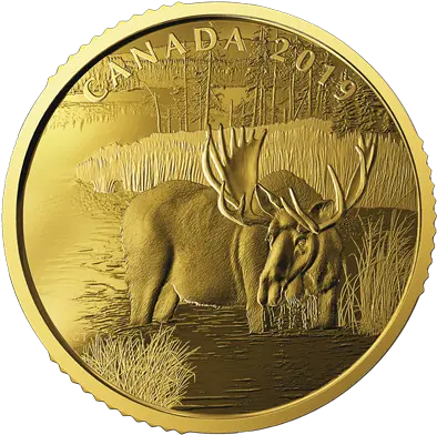  Canadian Moose Gold Coin Png Moose Png