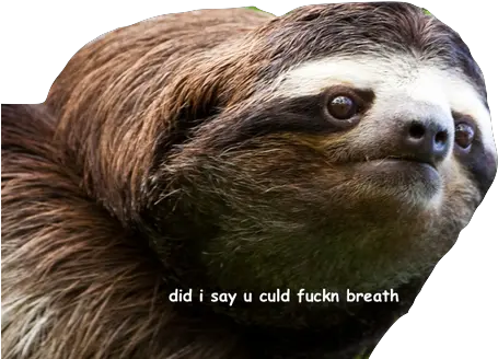  Transparent Sloths Sloth Funny Png Sloth Transparent