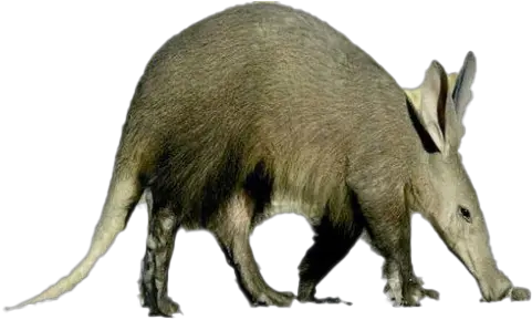  Aardvark Png Download Image All Aardvark Hog Png