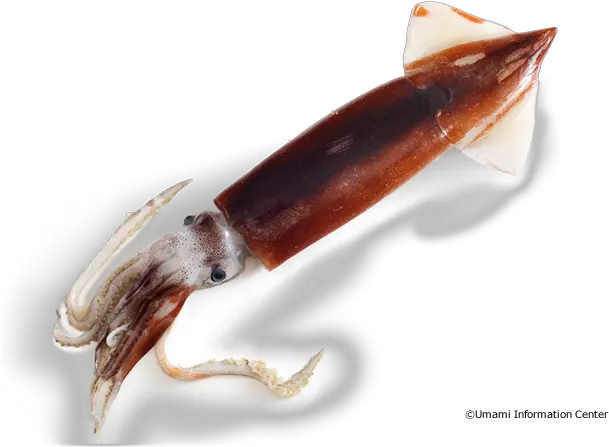  Squid Giant Squid Png Squid Png