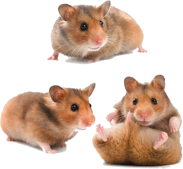  Hamster Png Download Image Teddy Bear Hamster Hamster Png