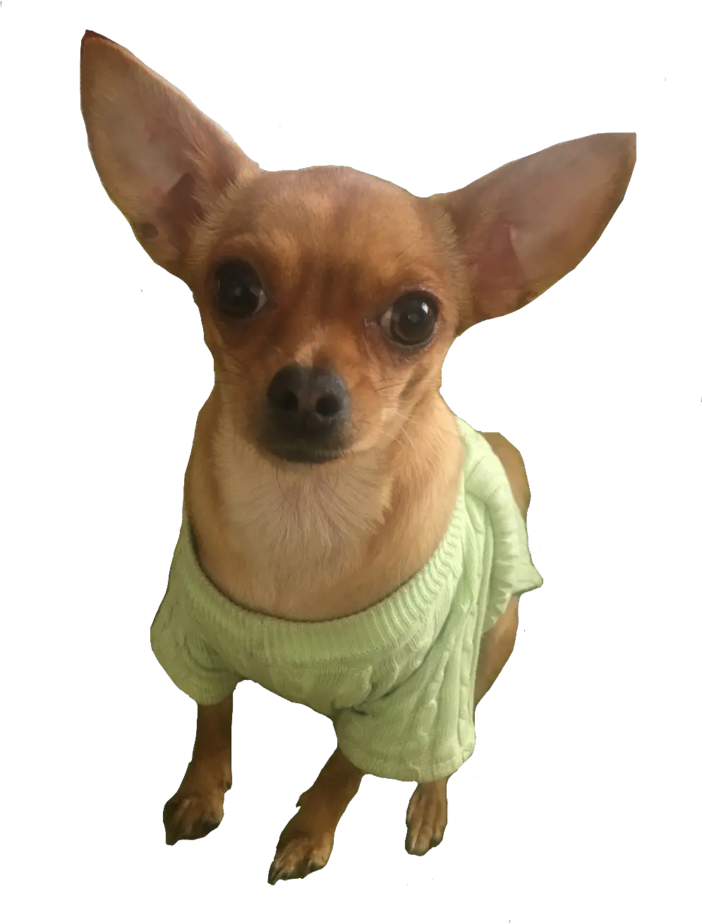  Chihui Sticker Chihuahua Full Size Png Download Seekpng Prague Ratter Png Chihuahua Png