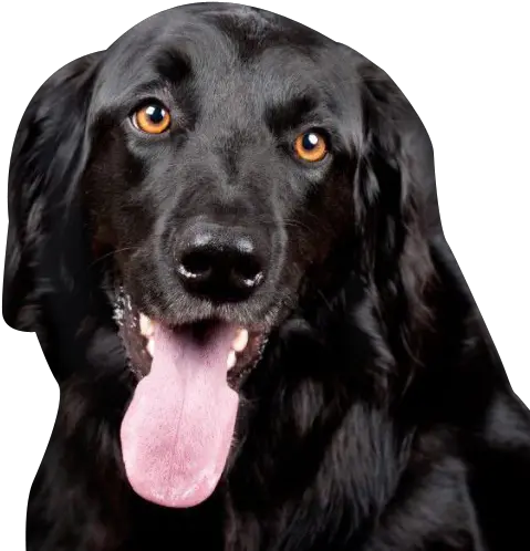  Black Labrador Retriever Transparent Transparent Black Lab Png Dog Transparent Background