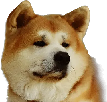  About Primal Spirit Hokkaido Dog Png Shiba Inu Transparent