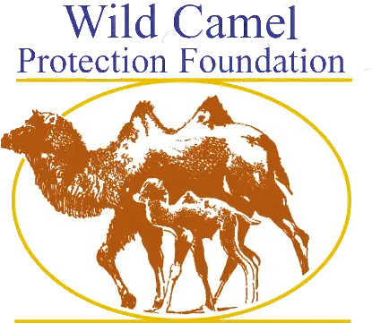  Wild Camel Protection Foundation Arabian Camel Png Camel Transparent