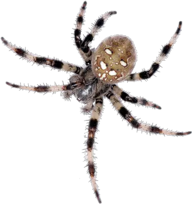  Spiders Pest Control And Extermination Service Kanatl Böcek 6 Bacak Png Spider Transparent