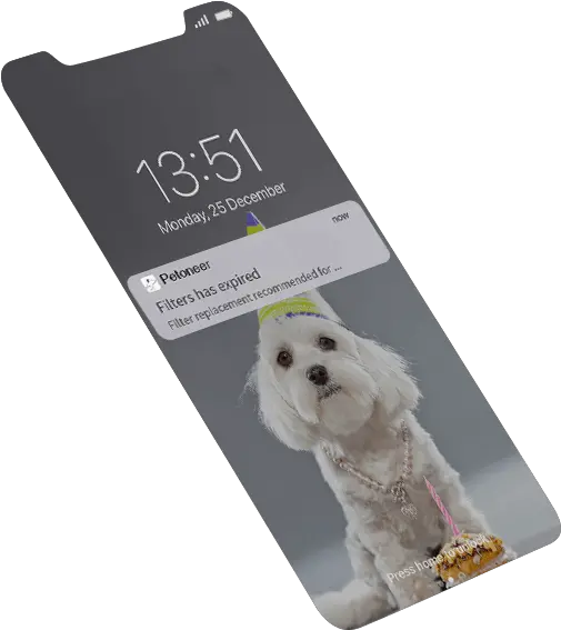  Fountain Pro Companion Dog Png Transparent Dog Filter