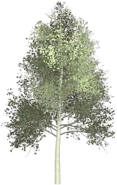  White Pine Tree Png Paint U0026 Free Paintpng Trees