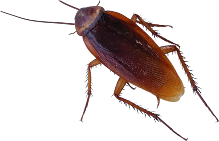  Tripoint Pest Control Transparent Cockroach Png Cockroach Transparent