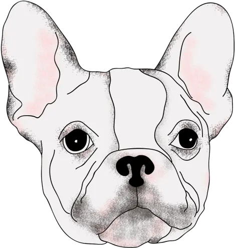  Download Drawing Bulldogs Realistic French Bulldog Png Boston Terrier Bulldog Transparent Background