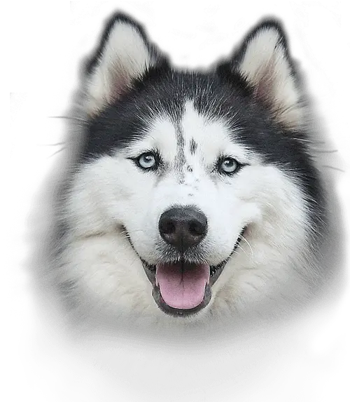  Hd Transparent Husky Dog Husky Dog Png Dog Face Png