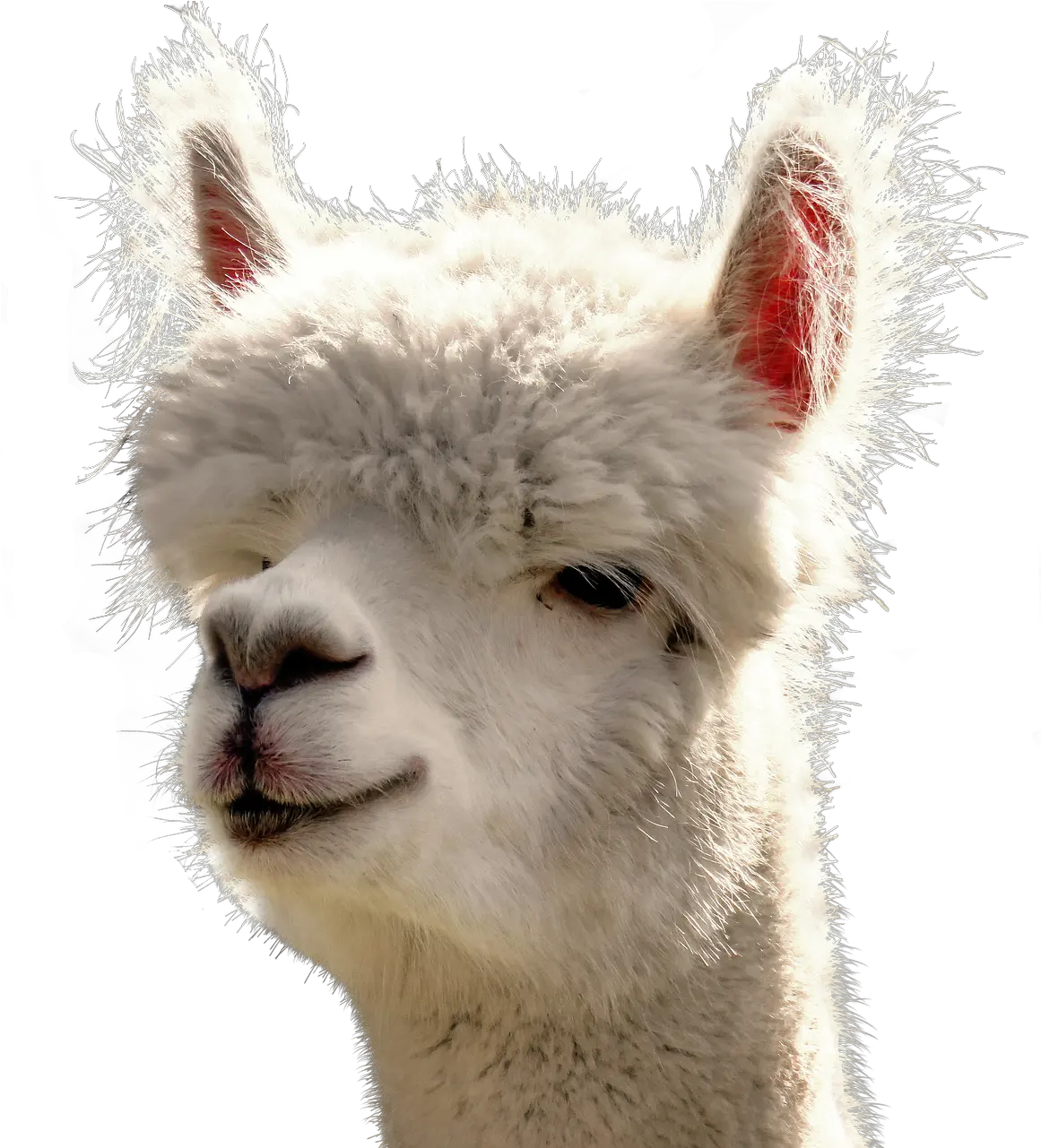  Alpaca Isolated Animal Alpaca Png Alpaca Png