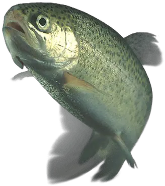  Trout Transparent Png You Ve Been Whacked With A Wet Trout Transparent Fish