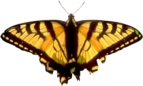  Butterfly Png Image Free Picture Download Eastern Tiger Swallowtail Yellow Butterfly Png