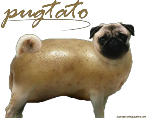  Transparent Pugs Pugtato Bulldog Pug Png Bulldog Transparent