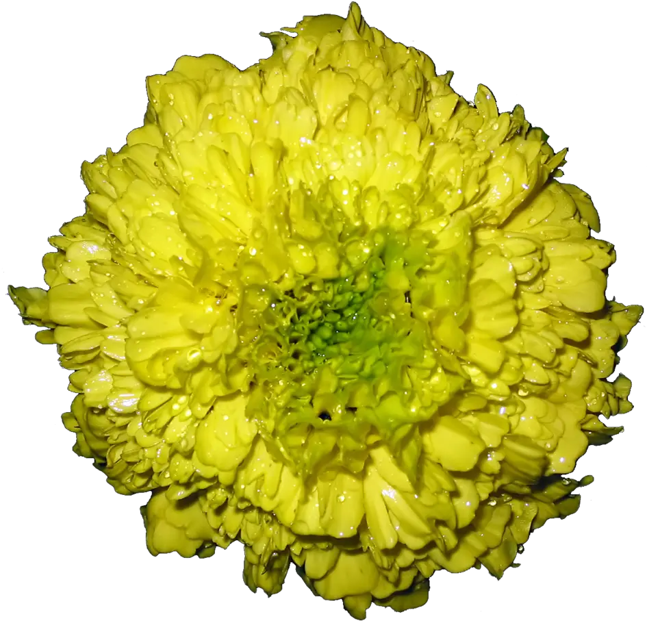  Tagetes Barberton Daisy Png Marigold Png