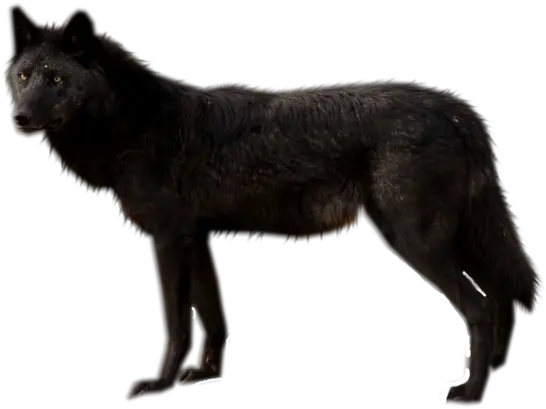  Black Wolf Png Black Wolf Pic Png Black Wolf Png