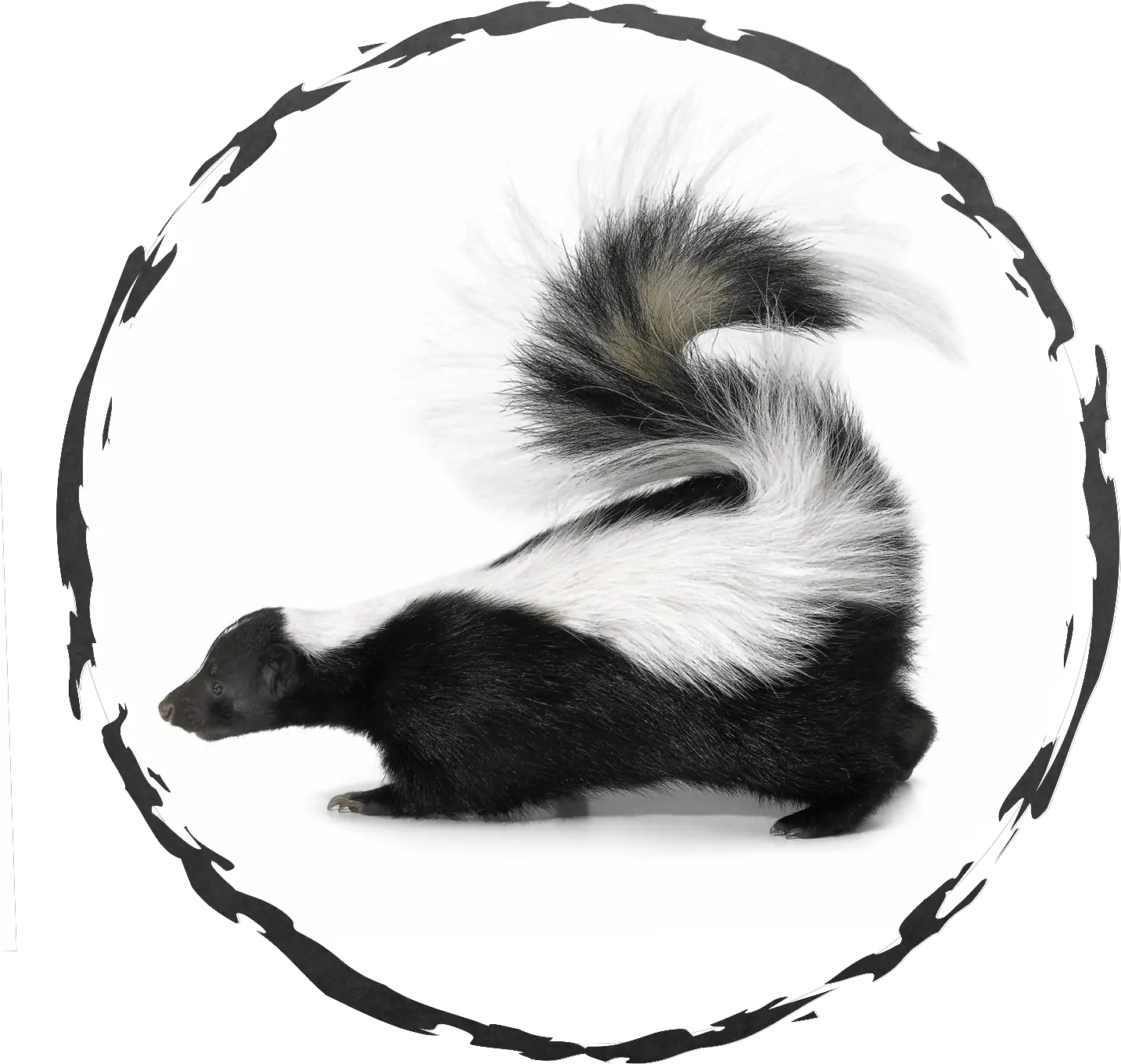  Exodus Exterminating Nuisance Wildlife Exodus Skunk Side View Png Coyote Icon