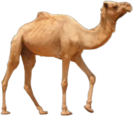  Camel Background Png Image State Animal Of Rajasthan Camel Png
