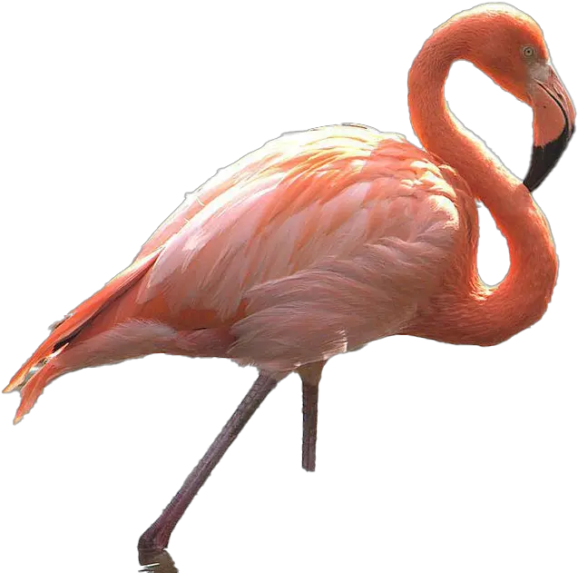  Flamingo Transparent Images Greater Flamingo Png Flamingo Transparent Background